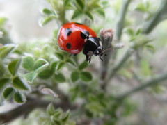 Coccinella algerica