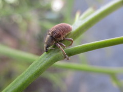 Gonipterus platensis