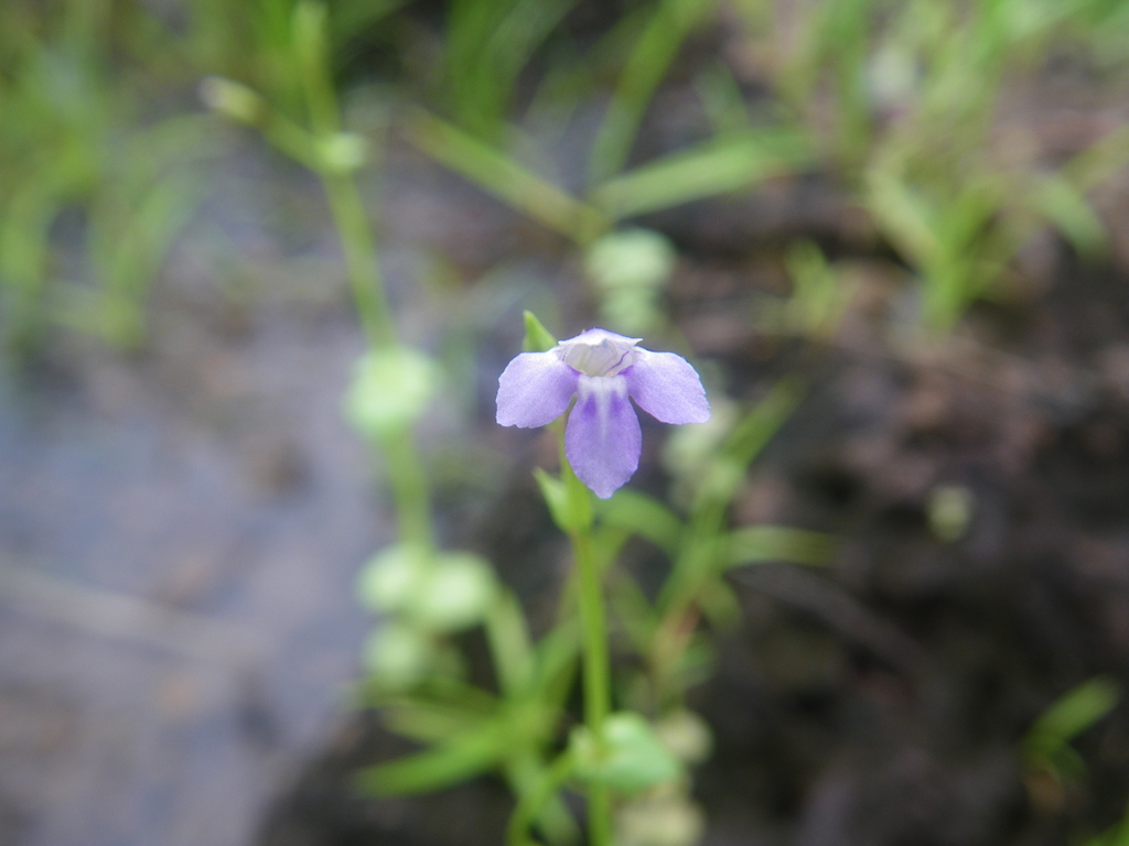 Vandellia scapigera