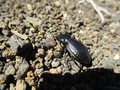 Carabus abbreviatus