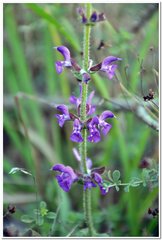Salvia virgata