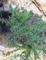Berkheya sphaerocephala