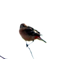 Epthianura tricolor