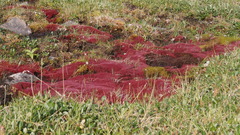 Ptychostomum cryophilum