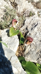 Arisarum