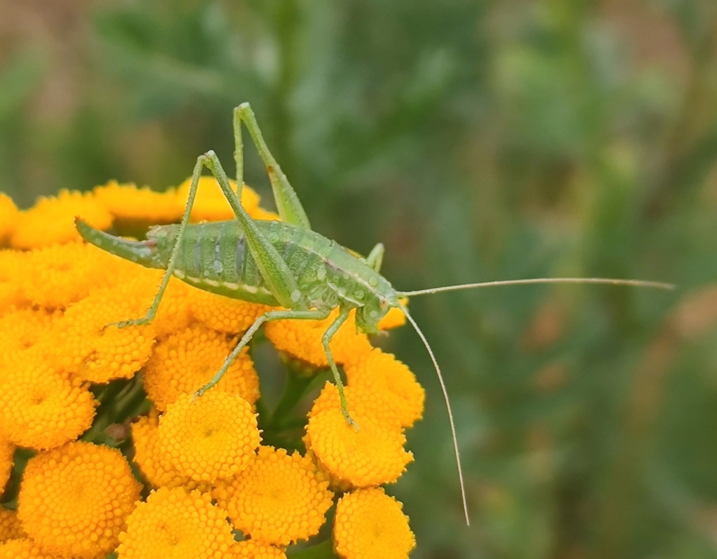 Poecilimon ampliatus