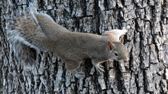 Sciurus alleni