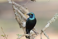 Lamprotornis chloropterus