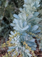 Acacia baileyana