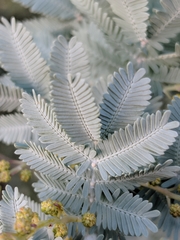 Acacia baileyana