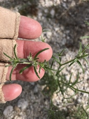 Cryptantha maritima maritima
