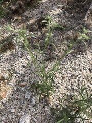 Cryptantha maritima maritima