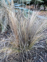 Nassella tenuissima