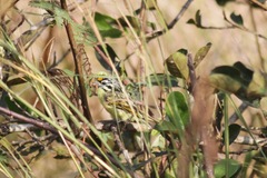 Pogoniulus chrysoconus