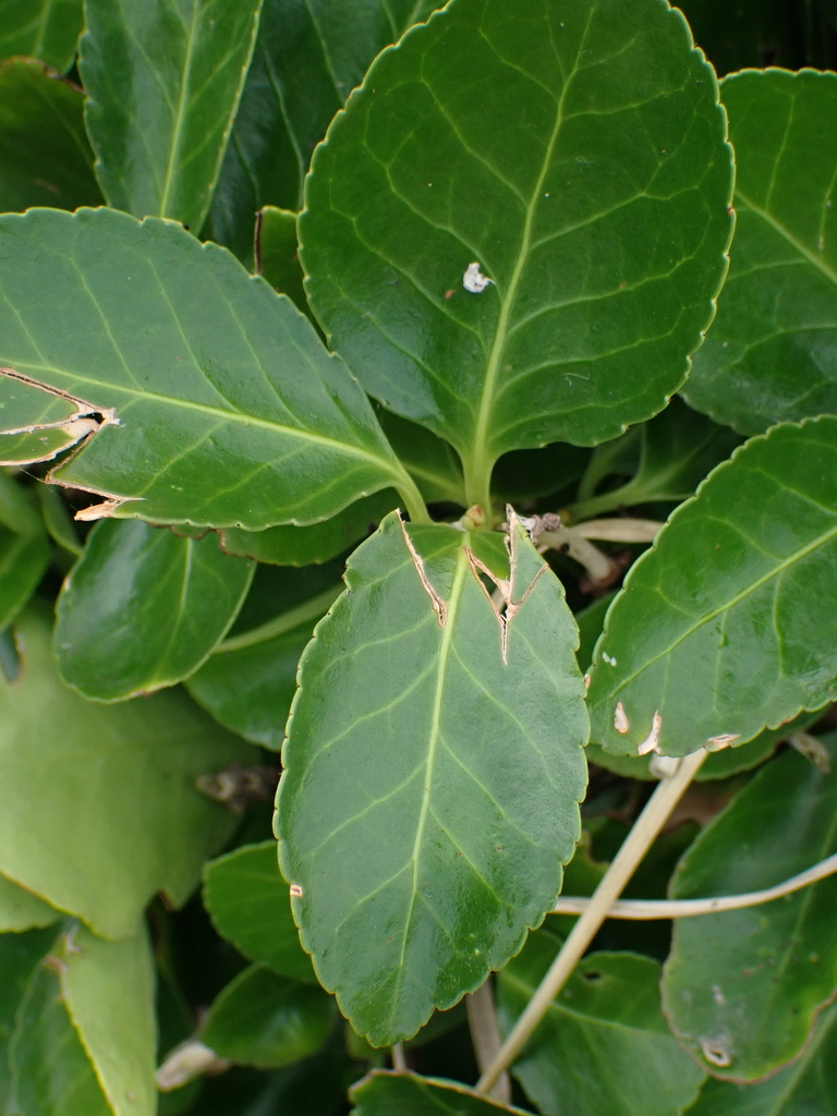 Euonymus japonicus, 64200 Biarritz, France