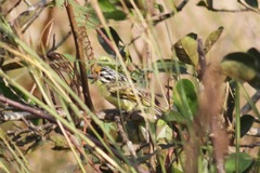 Pogoniulus chrysoconus
