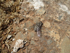 Spogostylum trinotatum