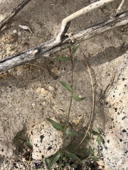 Neogaerrhinum filipes