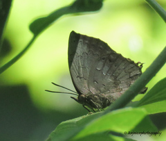 Surendra quercetorum