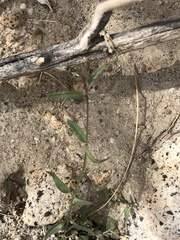 Neogaerrhinum filipes