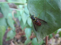 Chrysotoxum triarcuatum