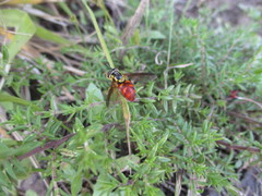 Chrysotoxum triarcuatum