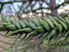 Araucaria araucana