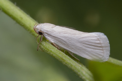 Xyloryctidae