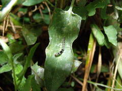 Helcystogramma triannulella