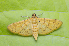 Conogethes