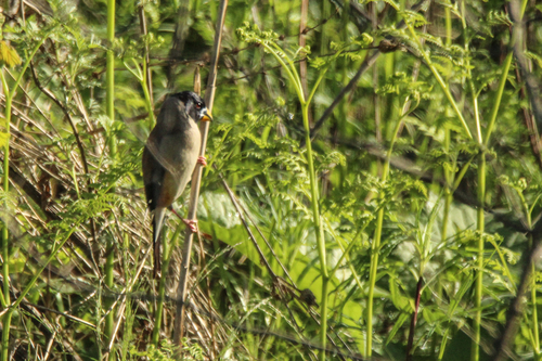 Chinese Grosbeak (Eophona migratoria), photo 6
