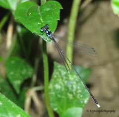 Coeliccia bimaculata