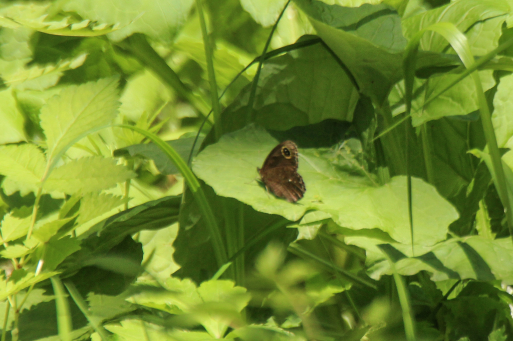 Erebia wanga