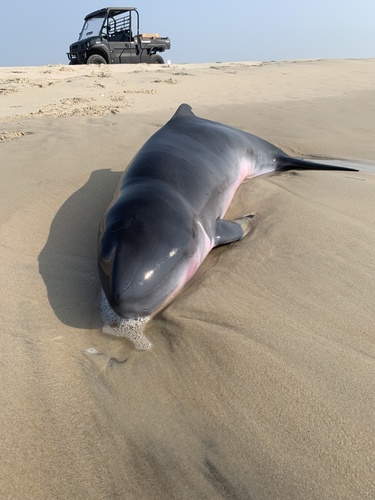 Photo of Pygmy Sperm Whale (Kogia breviceps)