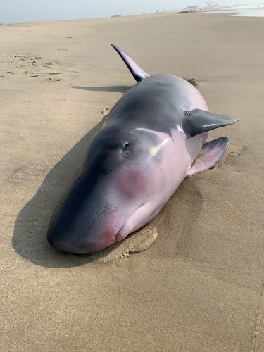 Photo of Pygmy Sperm Whale (Kogia breviceps)