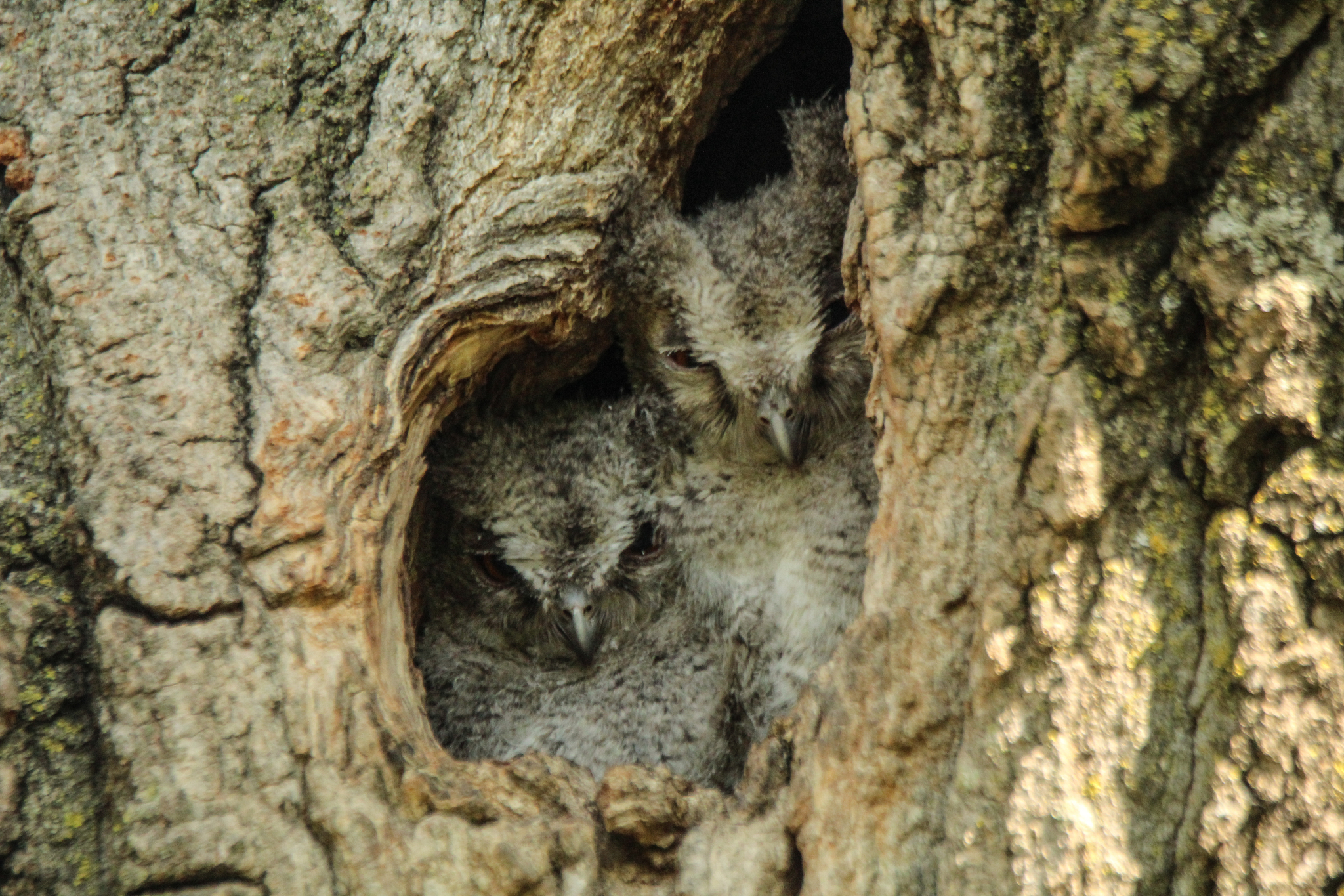 Japanese Scops Owl (Otus semitorques), photo 9