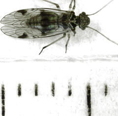 Clematostigma maculiceps