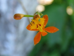 Epidendrum fulgens