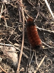 Pyrrharctia isabella