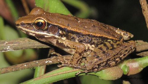 Hylarana leptoglossa