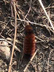 Pyrrharctia isabella