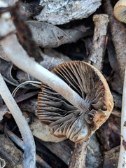 Psathyrella