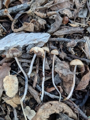 Psathyrella