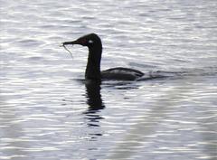 Leucocarbo magellanicus