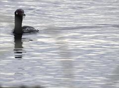 Leucocarbo magellanicus