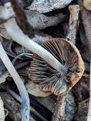 Psathyrella