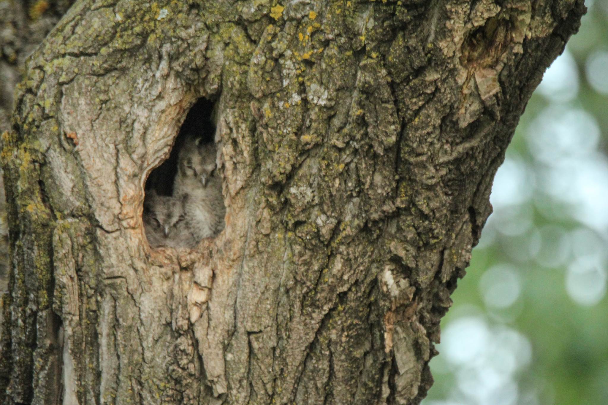 Japanese Scops Owl (Otus semitorques), photo 10