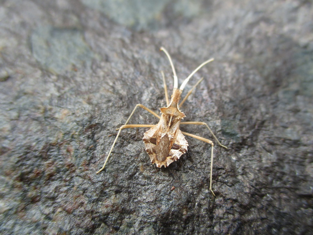 Cercinthus