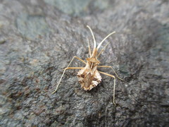 Cercinthus lehmannii