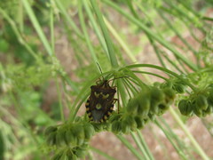 Codophila varia